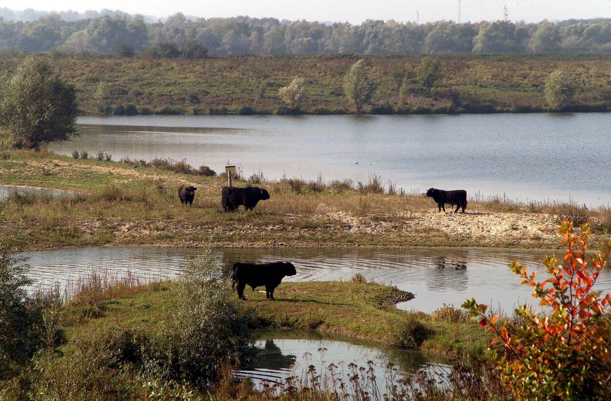 Decoratief beeld van gebied langs de Maas