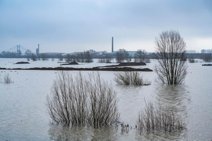Hoogwater Waal in Echteld (feb 2021)