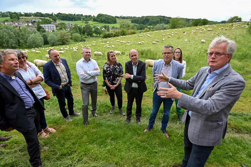 Peter Glas praat met coalitie in weiland met schapen in Zuid-Limburg
